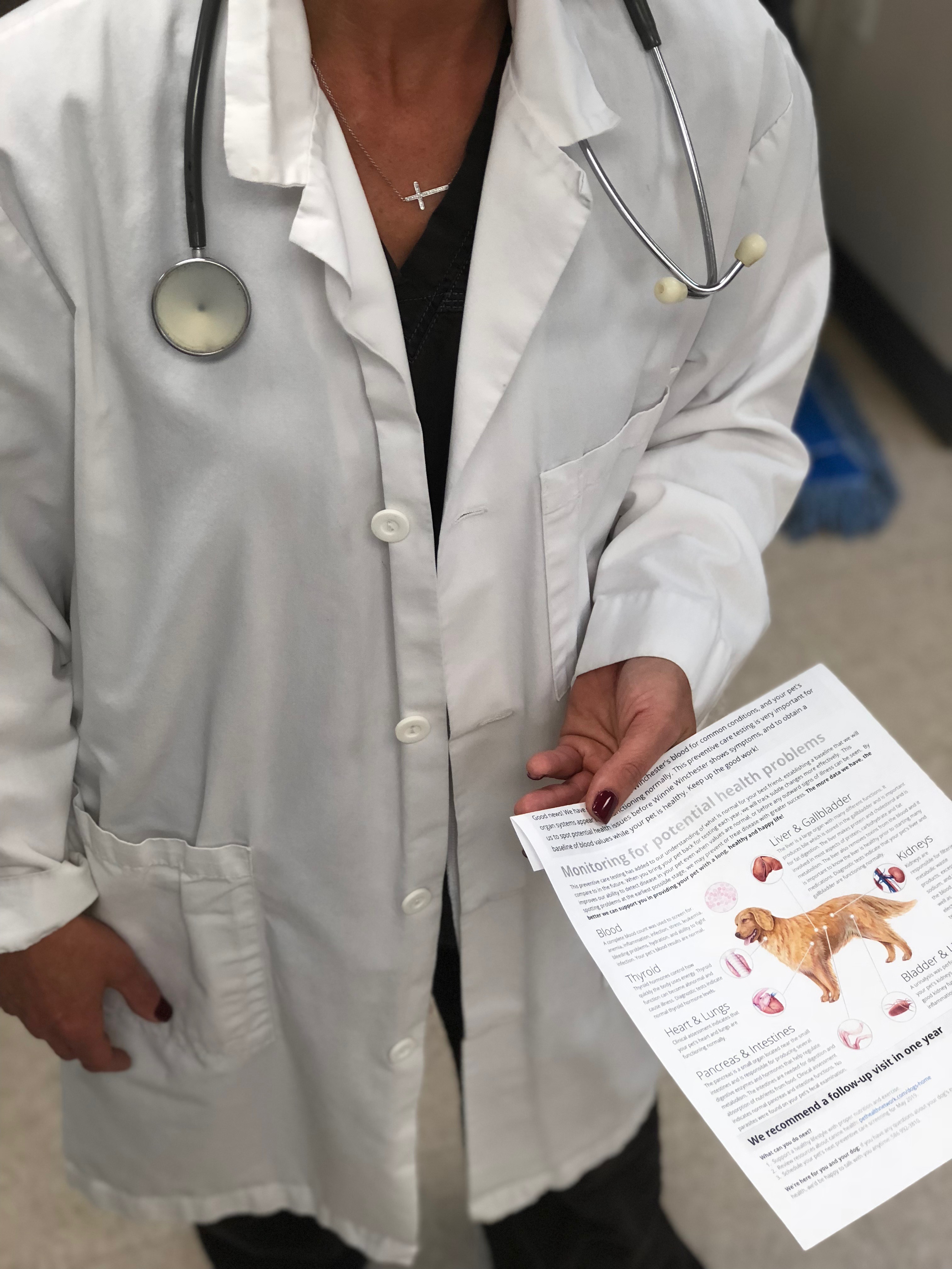 Blood Tests - Understanding Your Pet's Blood Work