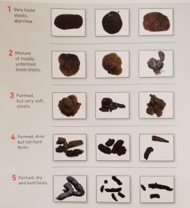 What’s the Scoop on Poop? – Veterinarians in Shelby Twp, Michigan ...