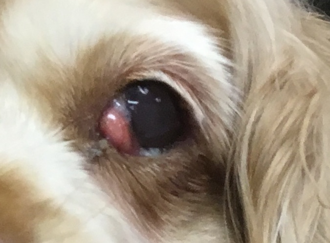 is dog cherry eye contagious