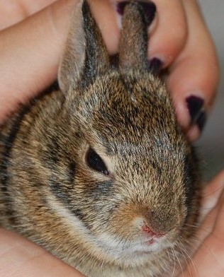 Orphaned rabbits best sale